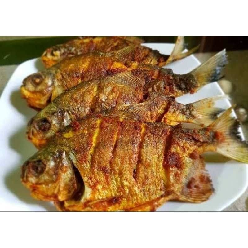[BAWAL TAWAR 3 EKOR] Ikan Bawal 3 Ekor Marinasi Bumbu Praktis Tinggal Goreng Bakar Pepes Gulai dll