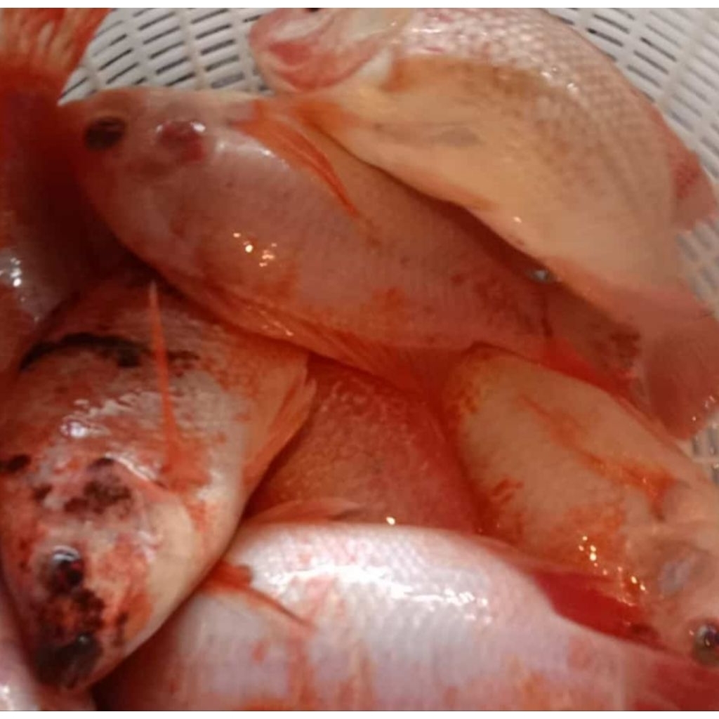 bibit ikan nila merah kakap/padang ukuran 4-5jari