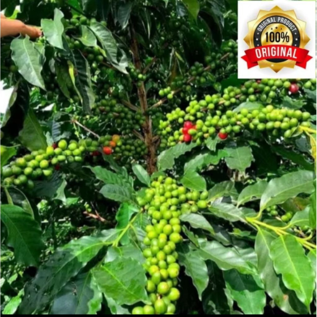 50 Bibit Semai Kopi Arabika Kualitas Terbaik