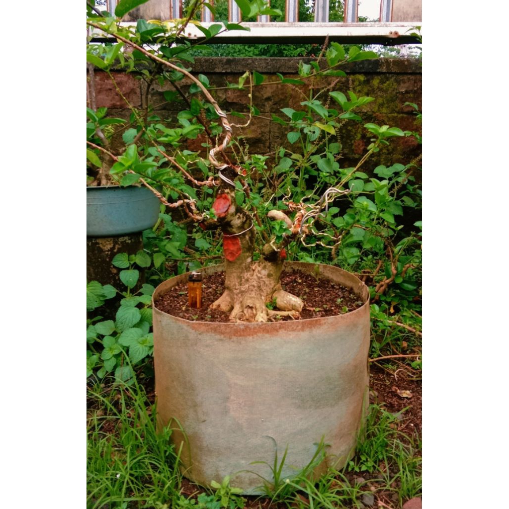 bonsai Sancang gede prospek fresh 625.000 program akar mantap.