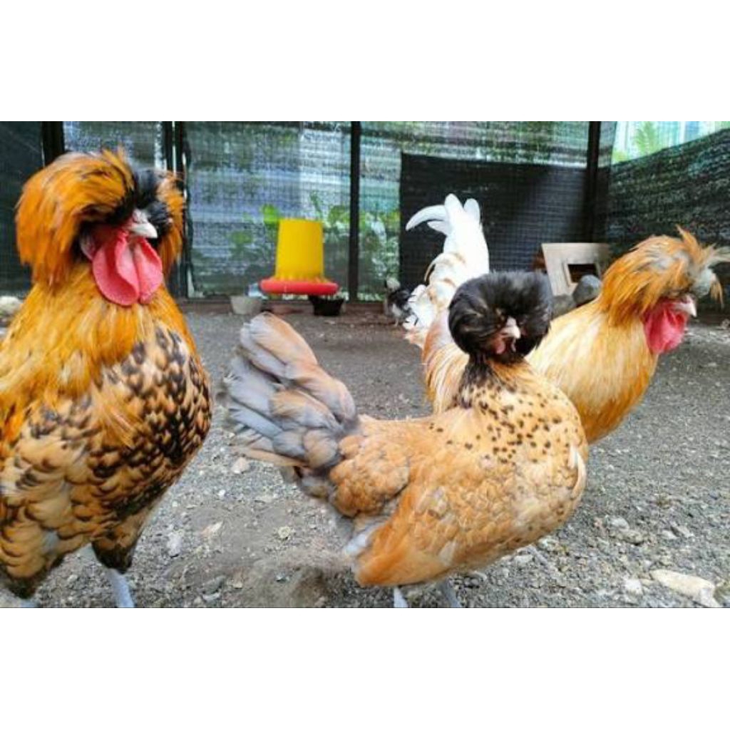 Telur Ayam Poland Jambul Fertil Siap Untuk Ditetaskan
