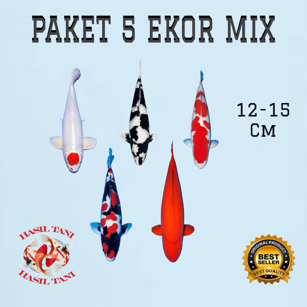 MIX ISI 5 EKOR KOI BLITAR BERKUALITAS (Tancho,Showa,Shiro,Shanke,Benigoi)