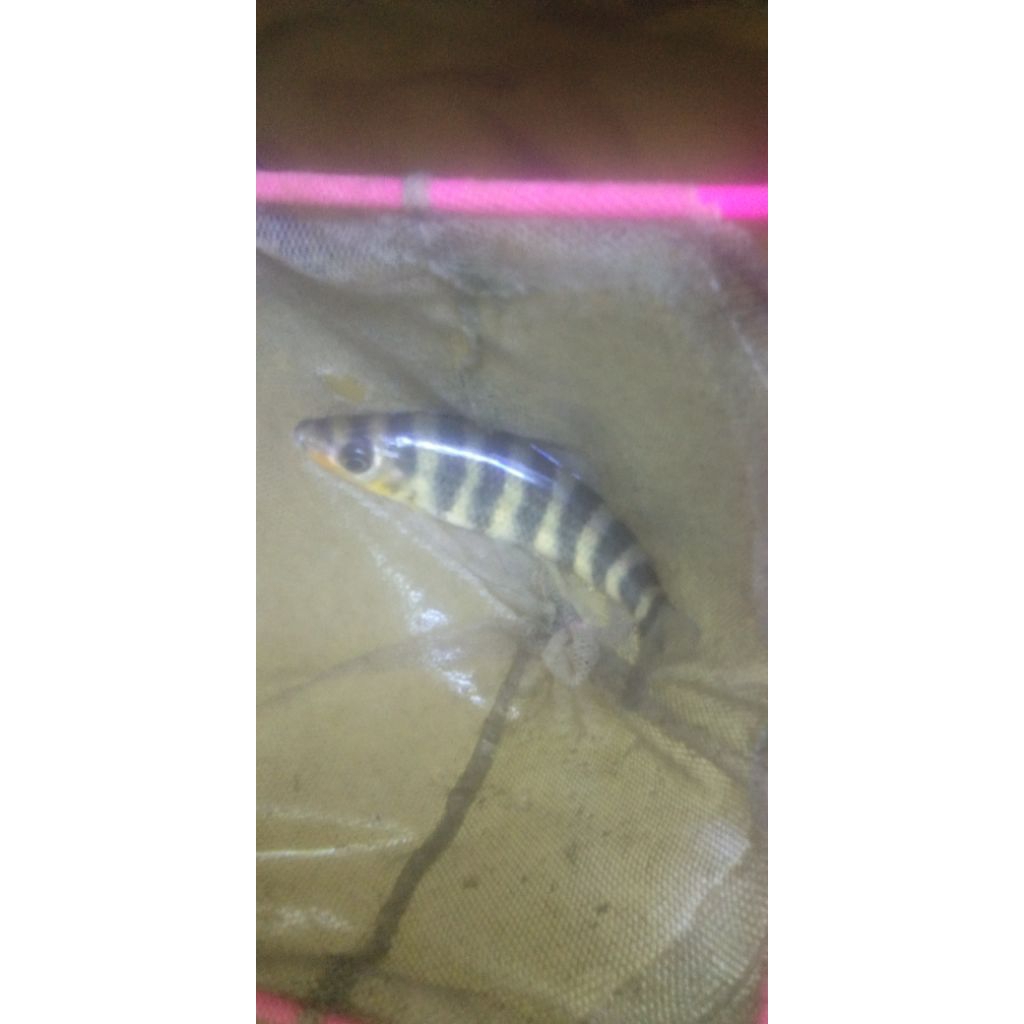 LEPORINUS KAUS KAKI UKURAN 13-15 CM