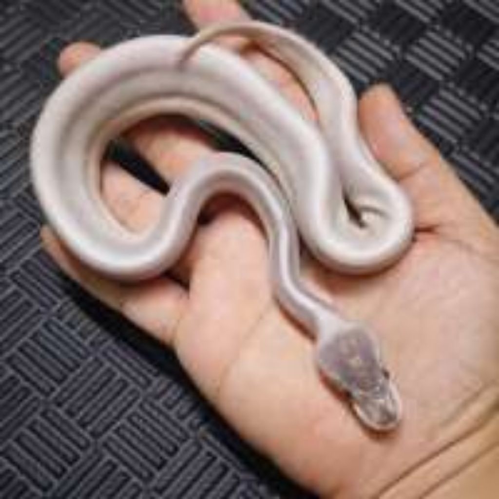 ball python super Mojave Ghi betina leucistic blue eyes