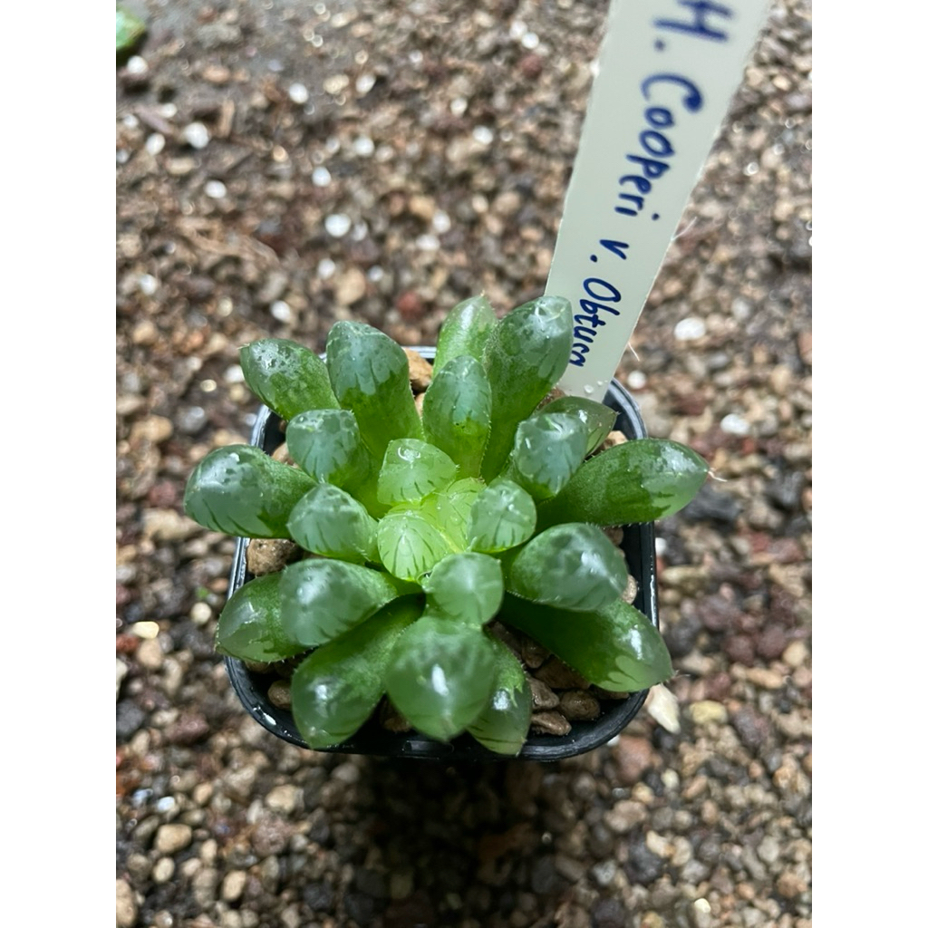 Haworthia Cooperi var Obtusa
