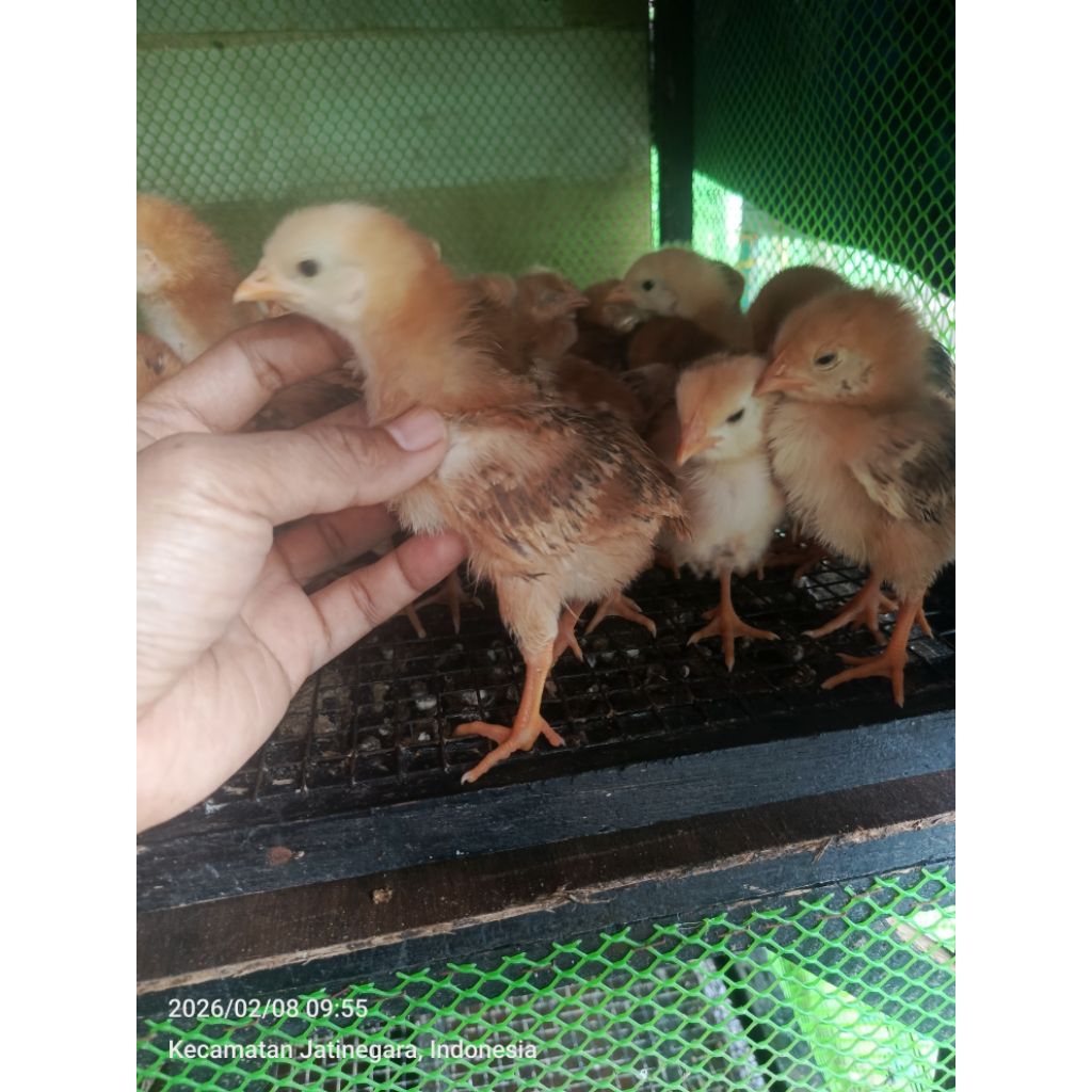 doc anak ayam petelur elba