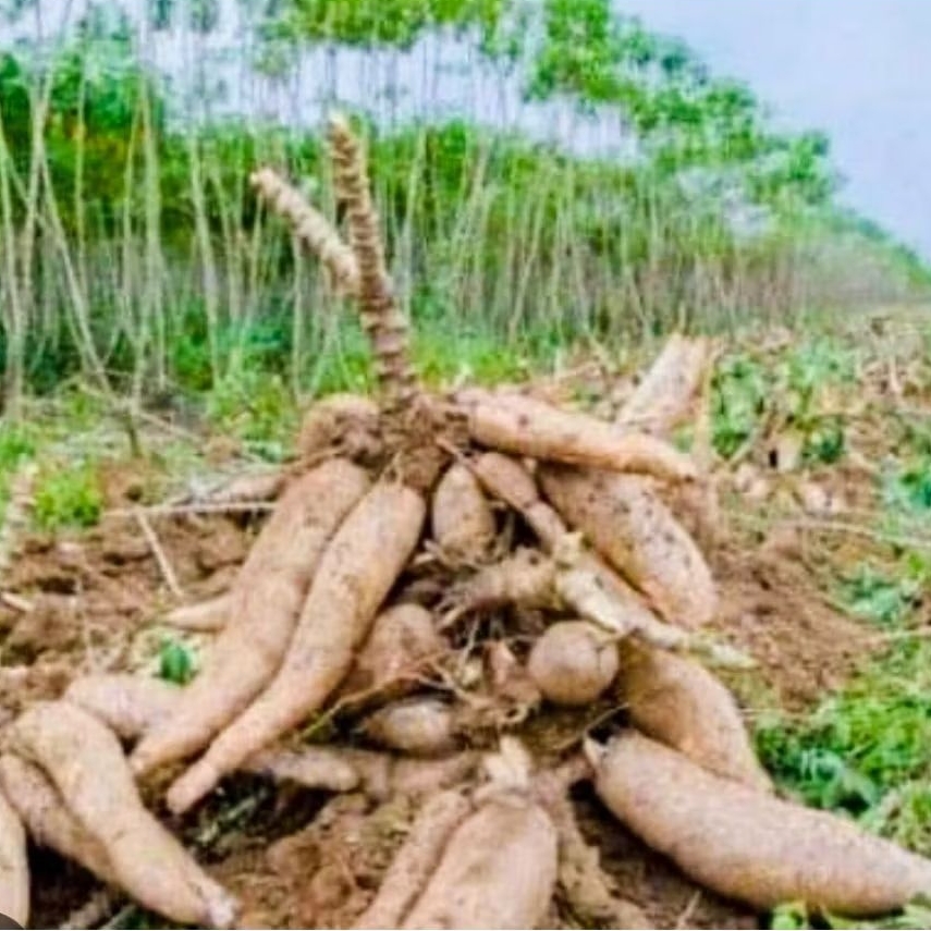 Stek Batang Ubi Jumbo, Singkong Gajah