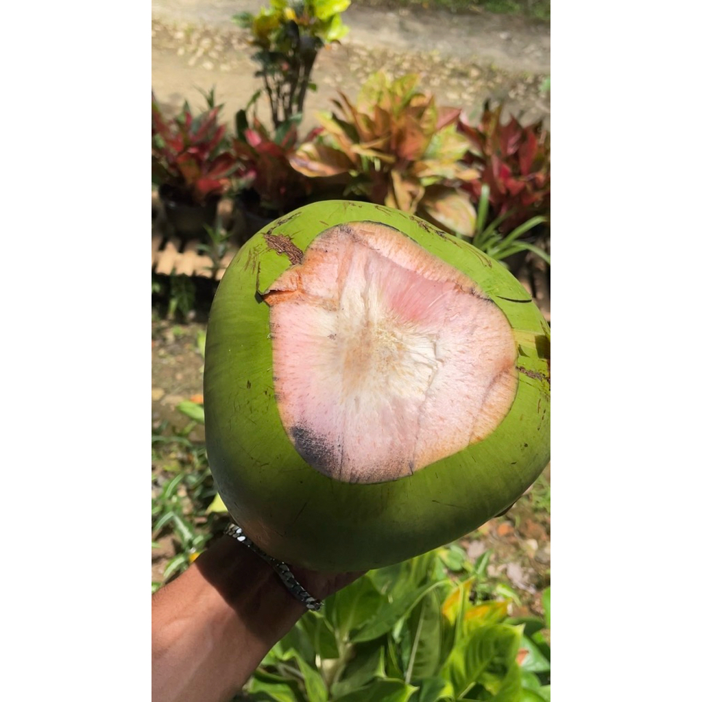 daugan kelapa muda hijau merahh asli