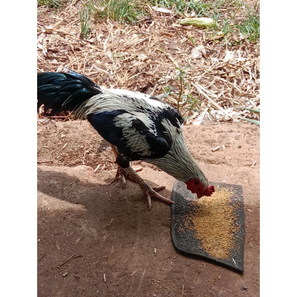 AYAM JAGO HIDUP kampung atau adu BK