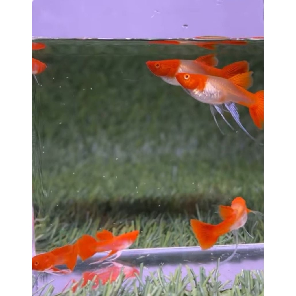 Aksesoris Aquarium Albino Koi Ribbon SharkFinC Jantan Ribbon Betina Normal Hiasan Aquascape |Ikan Hi