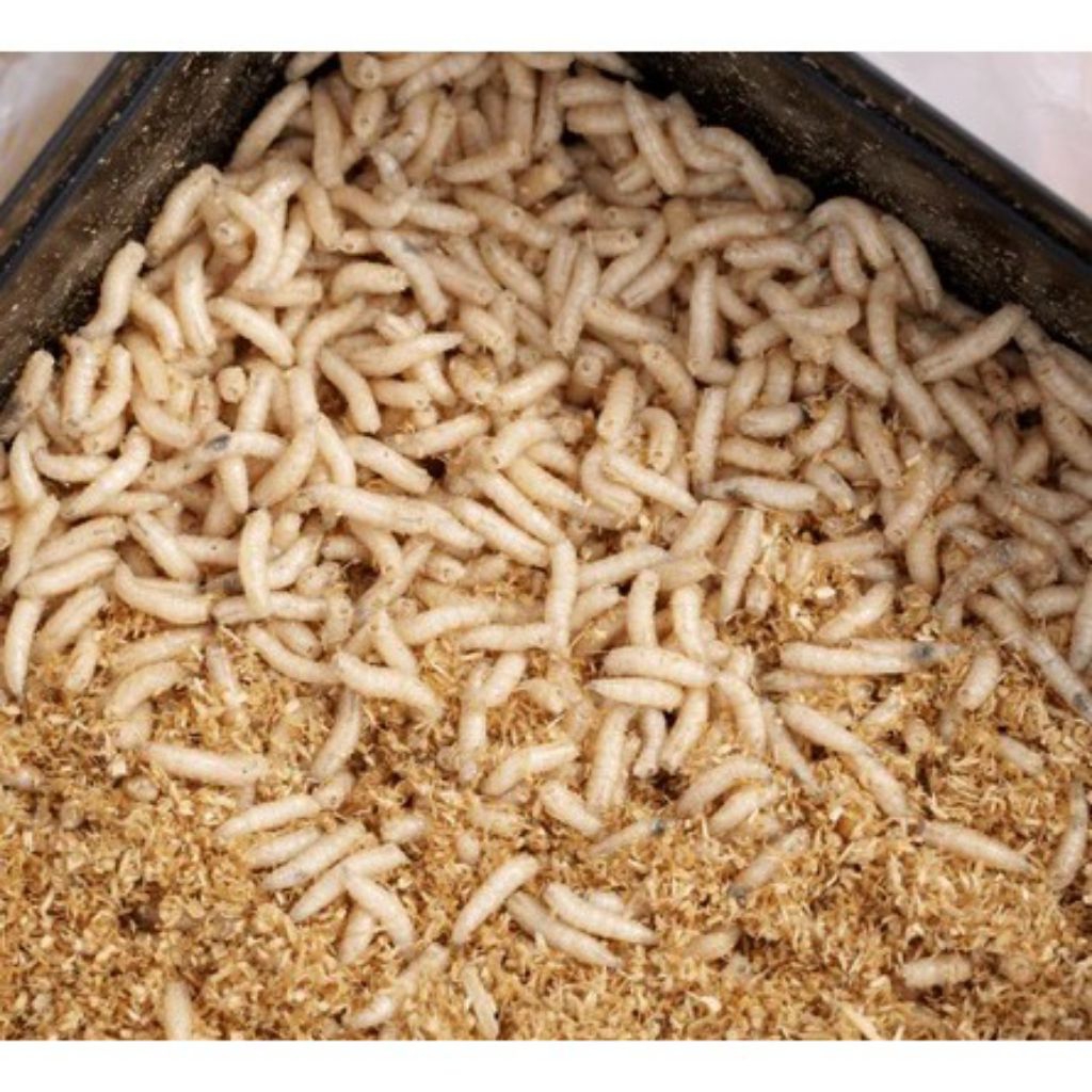 Magot BSF kwalitas A1 hidup super