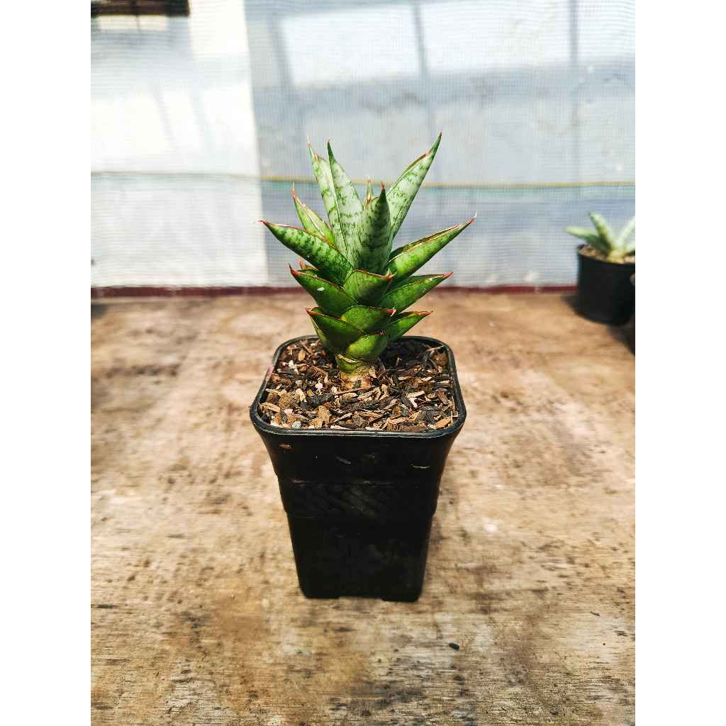 sasevieria hybrid  pagoda lidah mertua pagoda