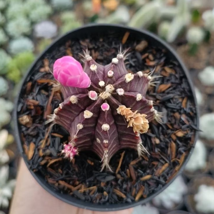 Gymnocalycium Ownroot Cactus Siklam Purple on Pot 10cm ( Stock hanya 1 )