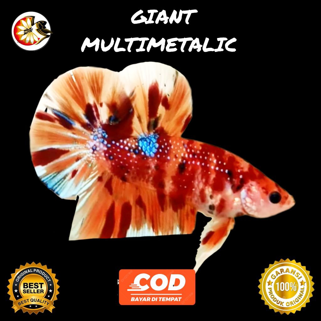 Cup4ng GIANT Multimetalic Multicolor, candy, Nemo Jant4n
