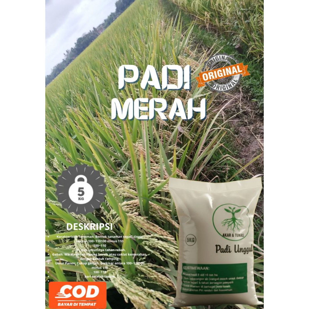 Bibit padi merah original berkualitas