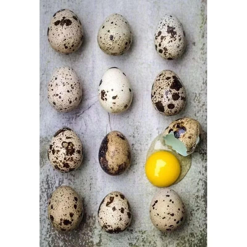 telur puyuh/telur burung fresh segar isi 20 butir all varian(mentah,kupas,matang)