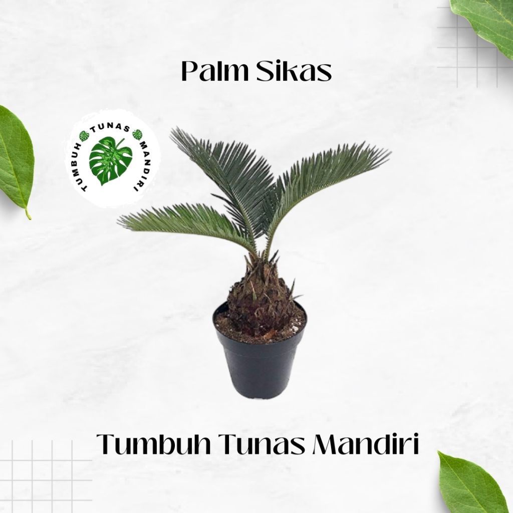 Bibit Pohon Palem Sikas - Tanaman Palem Sikas - Palm Sikas