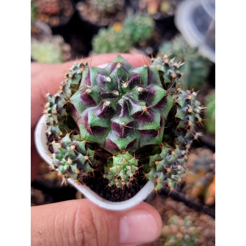 GYMNO HYBRID//MEDUSA HYBRID CLUSTER DI POT 5CM// KAKTUS//KAKTUS MINI//KAKTUS OUTDOOR//KAKTUS LUCU//K