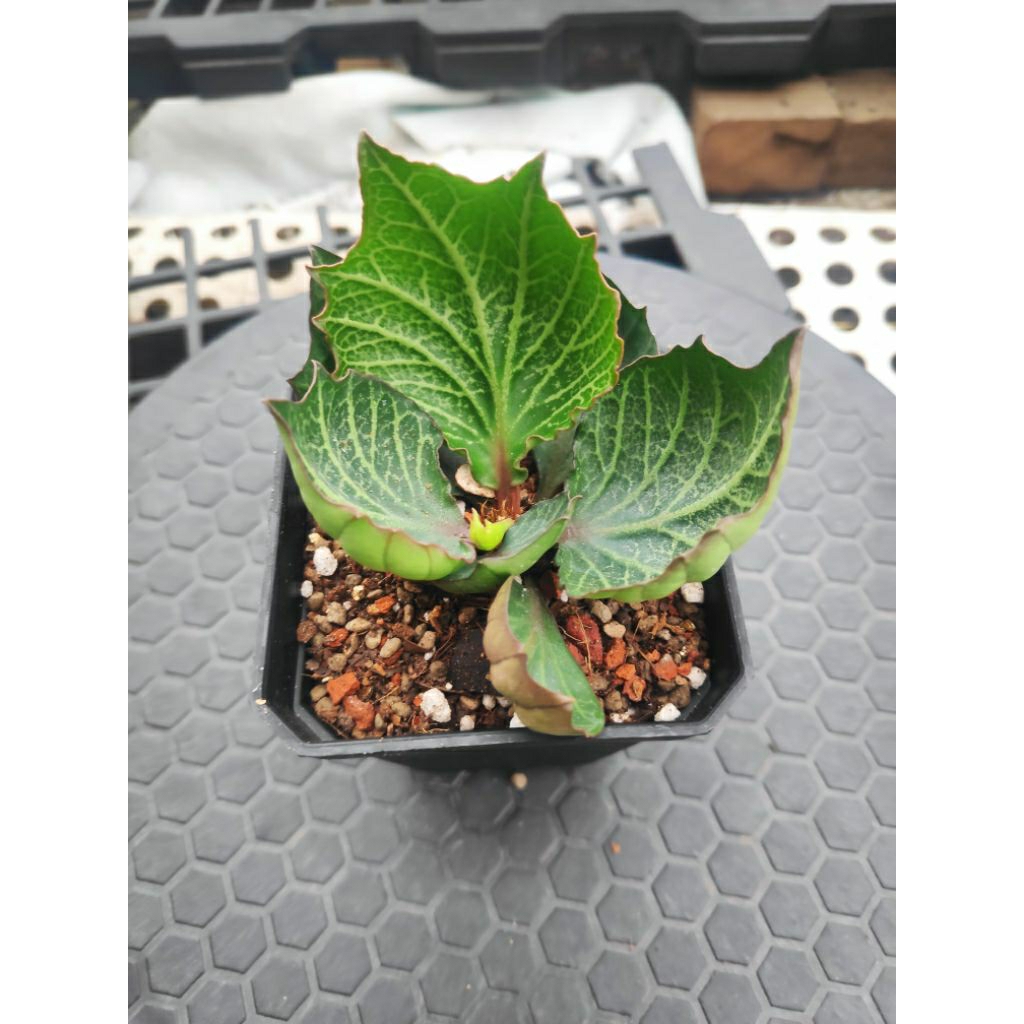 euphorbia francoisii