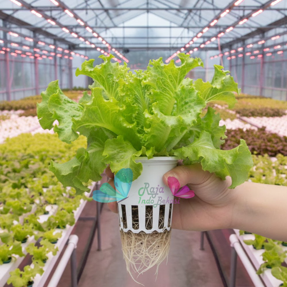 Netpot Besar 10cm Warna Putih Pot Hidroponik Net Pot 10 Cm Hydroponic - Grosir Murah Hidroponik