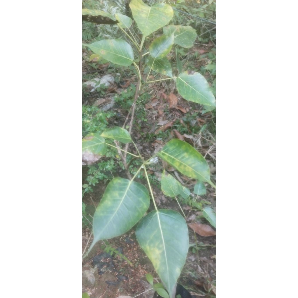Beringin Bodhi (Ficus Religiosa)