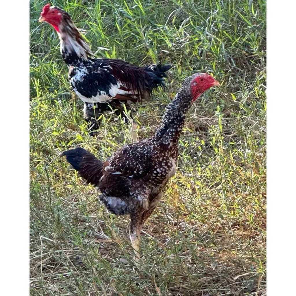 Telur Tetas Telur Fertil Ayam Indio Gigante Original