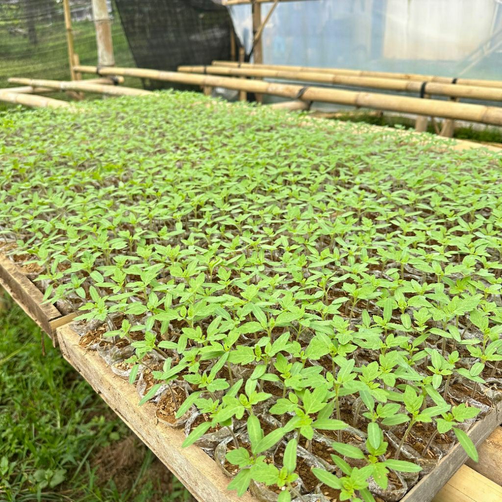 Bibit tomat servo f1