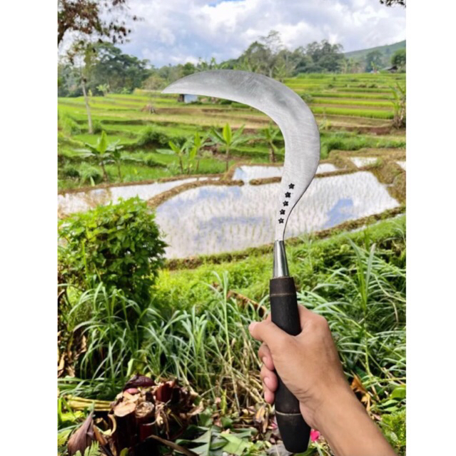 SABIT RUMPUT ASLI MADURA KUWALITAS DI JAMIN TAJAM SETIAP PEMBELIAN BONUS PISAU DAPUR