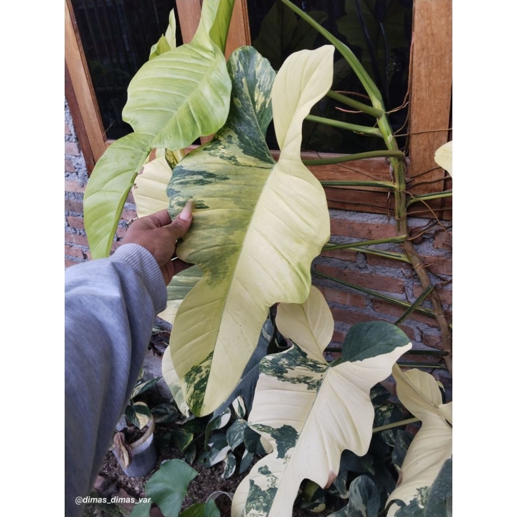 philodendron violin varigata