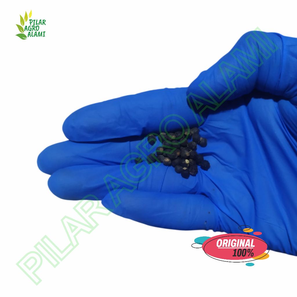 Buah angkung kering 200 buah untuk obat stroke