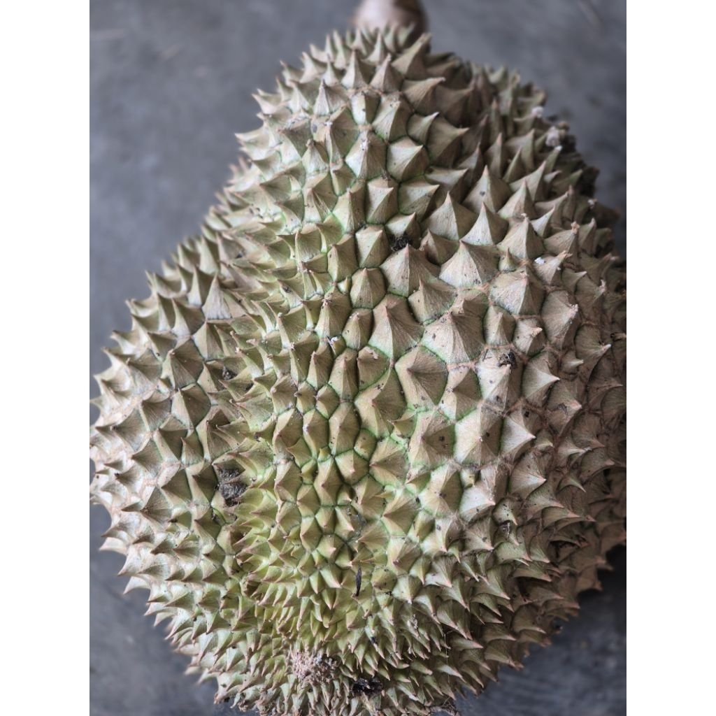 durian montong 1 buah utuh