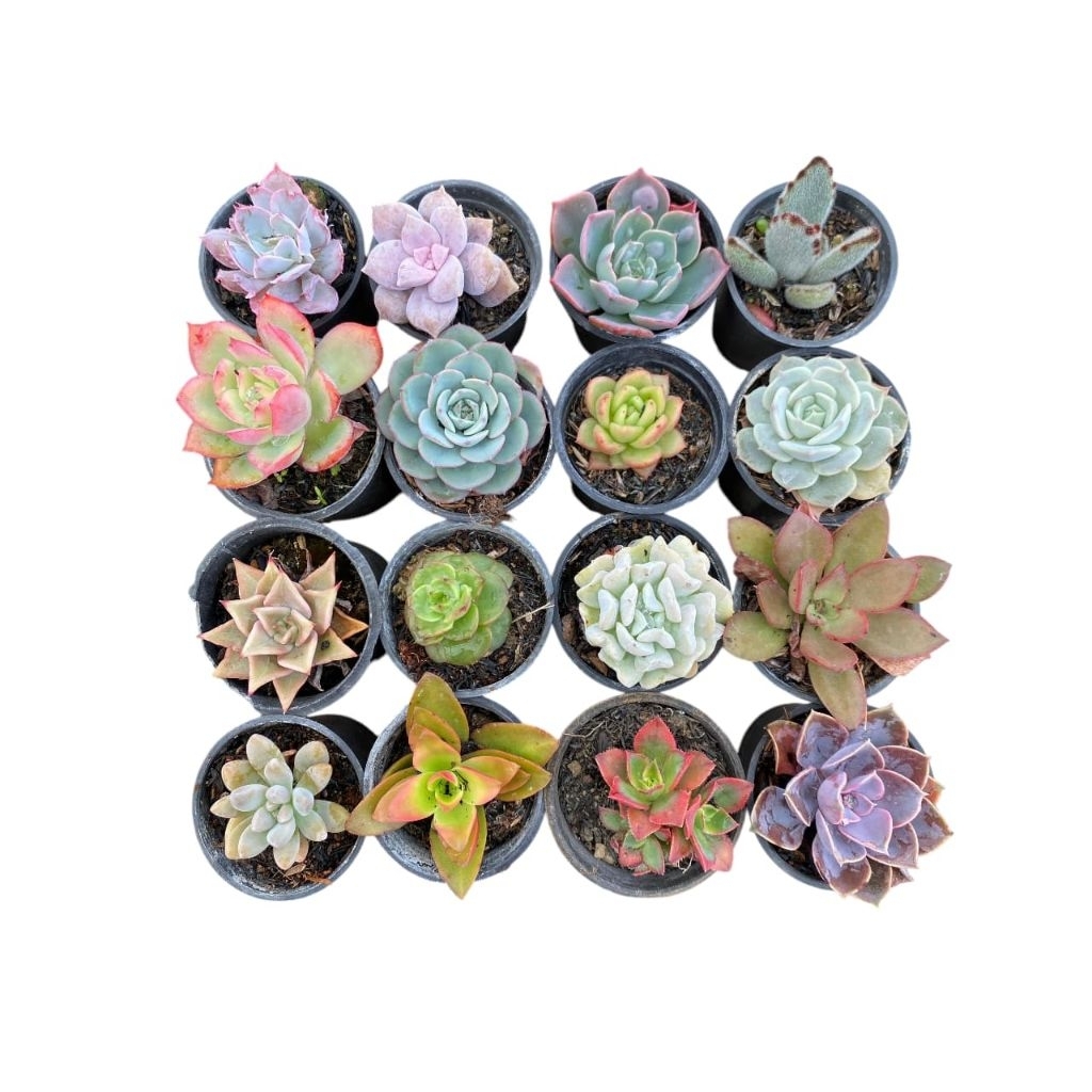 Termurah Sukulen MINI bebas pilih gratis pot
