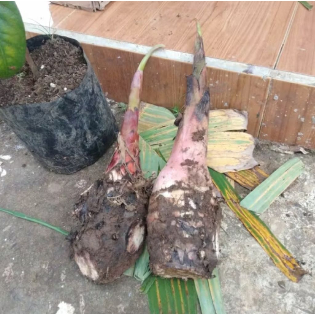 bibit pisang tanduk jumbo/pisang janeng