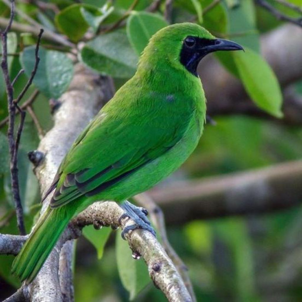 Cak ijo mini  jantan rawatan bunyi
