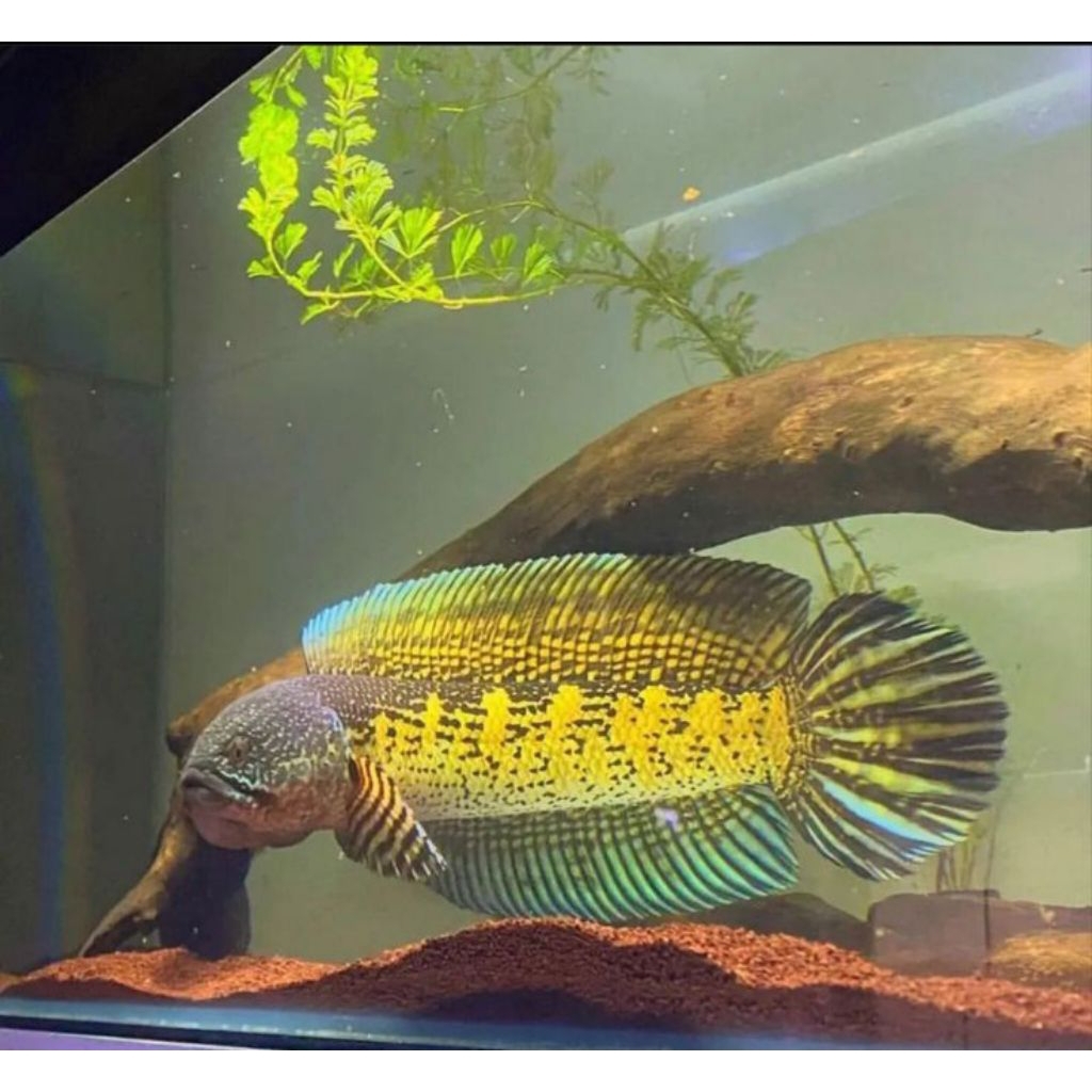 CHANA AURANTI SIZE 25/27 CM