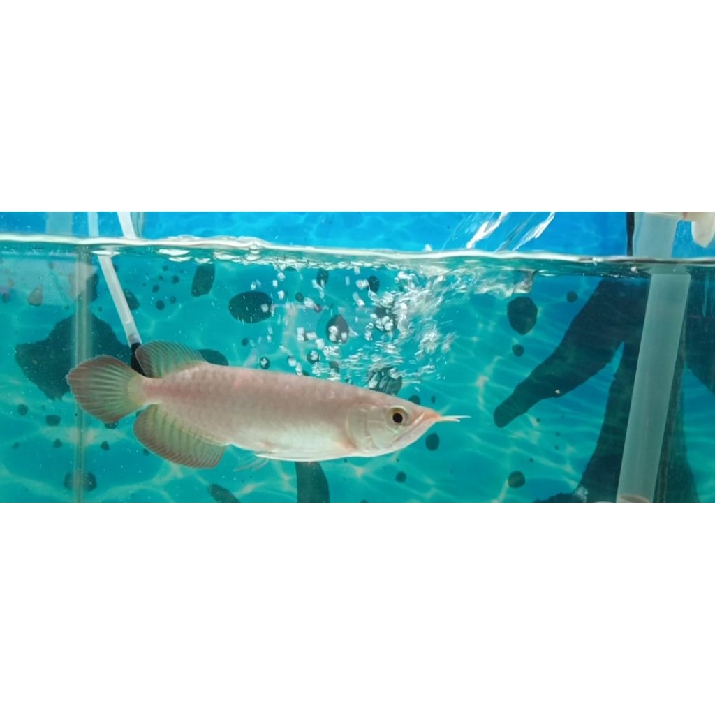 ARWANA SUPER RED -+22CM LENGKAP SERTIFIKAT GOOD QUALITY