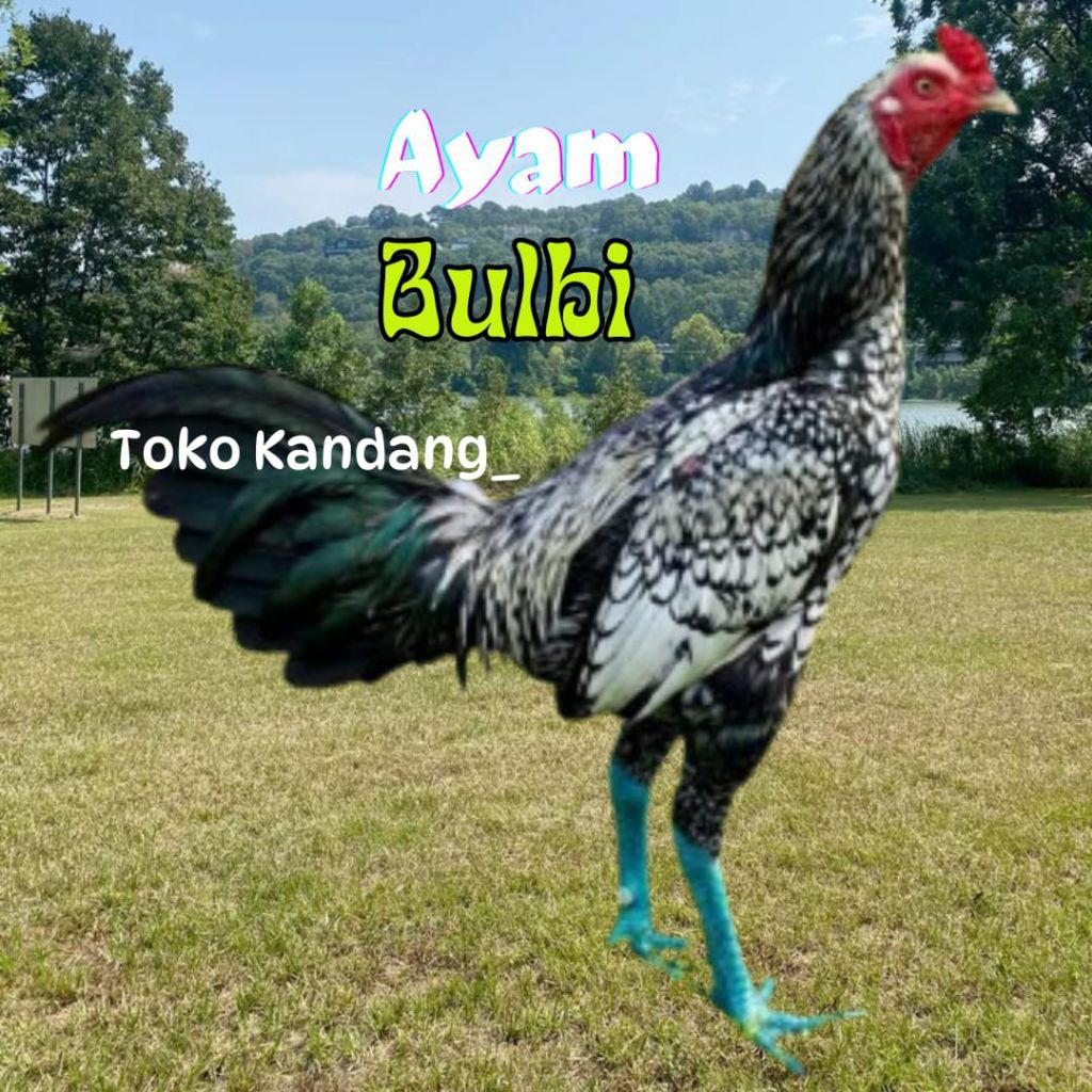 TELUR AYAM BULBI ORIGINAL SUPER  UNTUK DITETASKAN