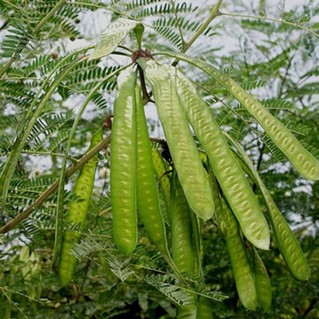 BIBIT LAMTORO/PETAI CINA SUPER UNGULAN SIAP TANAM (BELI 5 GRATIS 1)