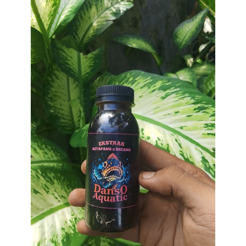 Extra Ketapang x Secang