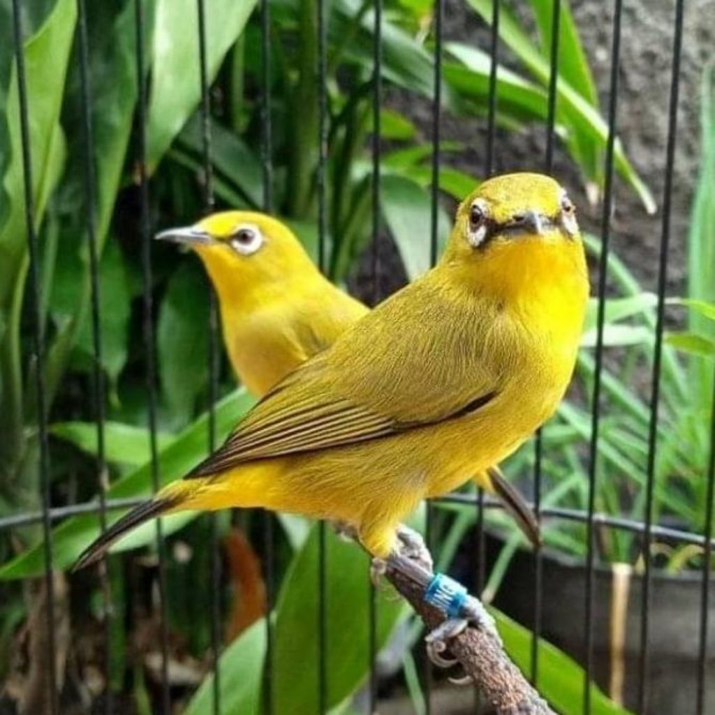 Pleci dakun pacitan pilihan jantan riwikan