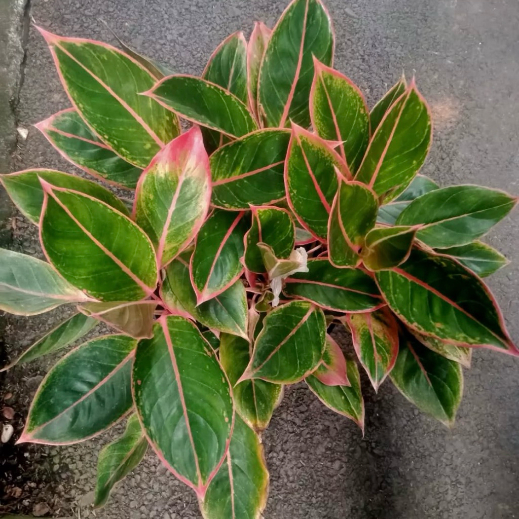 Aglonema lipstik klasik | Tanaman aglonema lipstik pink | Aglaonema siam aurora pink