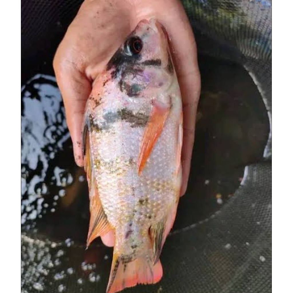 ikan nila merah ukuran 4 jari calon indukan