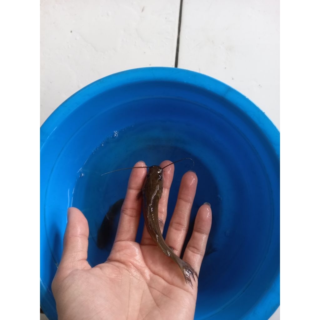 ikan keting langka sz 9-10cm berkualitas
