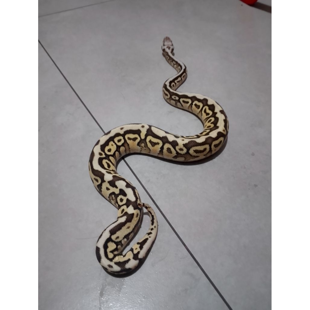 ballpython pastel lesser spotnose het clown