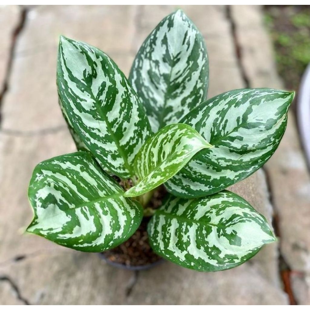 aglonema green compacta