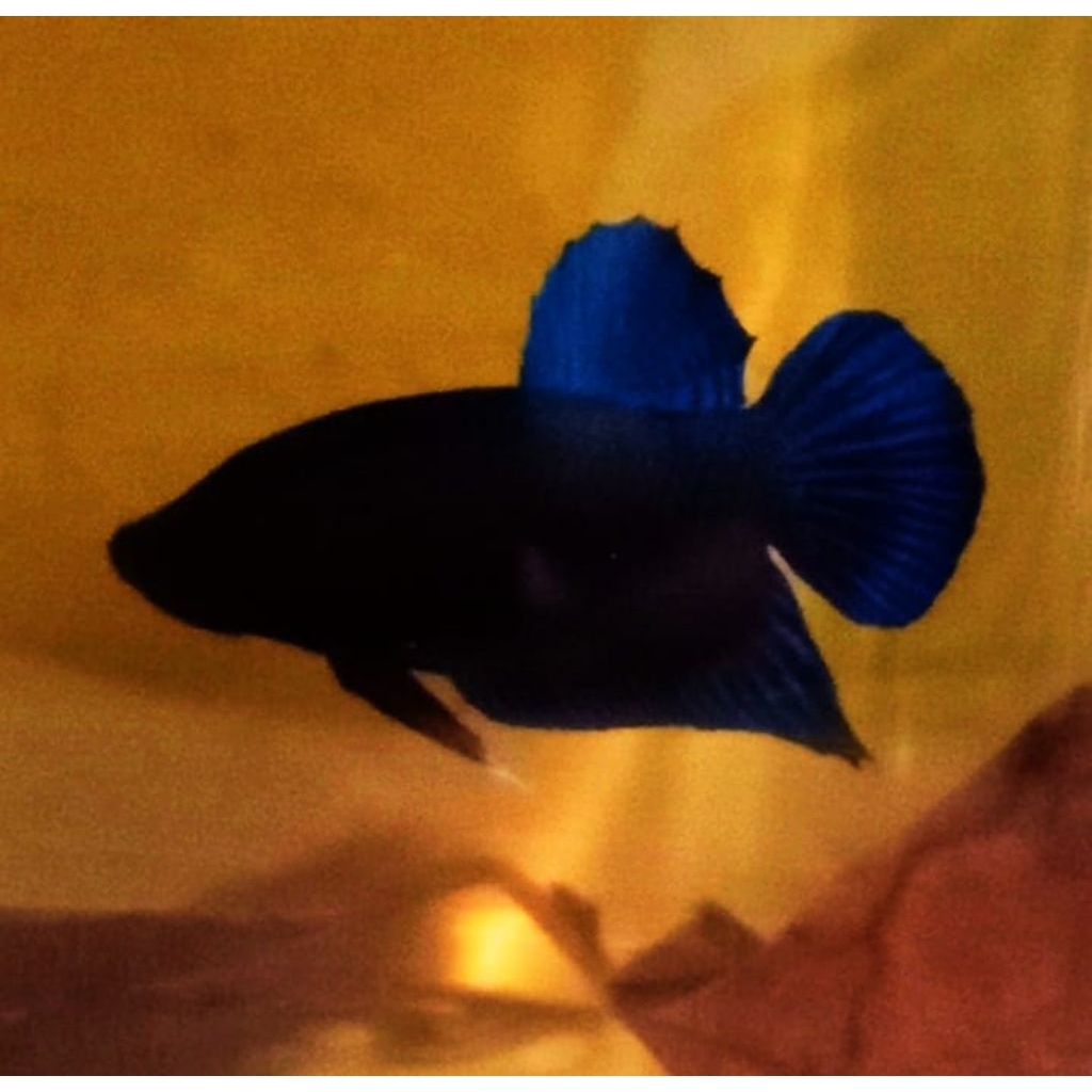 Cupang Fighter Super Bagan dan import Malay