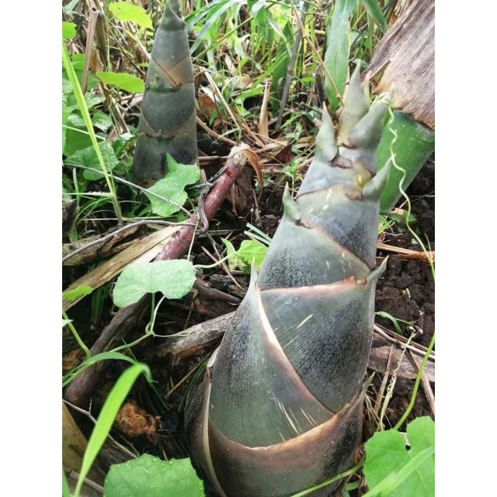 Rebung bambu cina segar per 1 kg ,rebung besar jumbo reyah