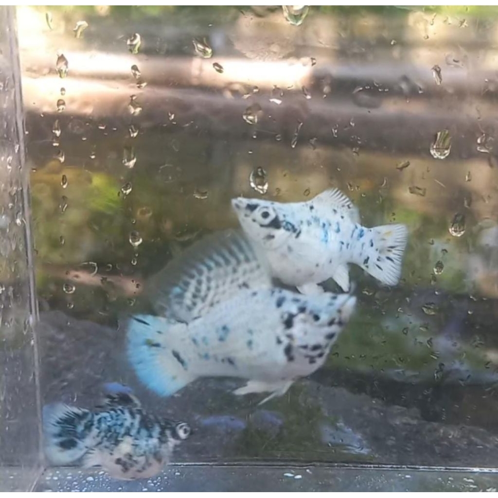 Molly Marble Balon Roundtail