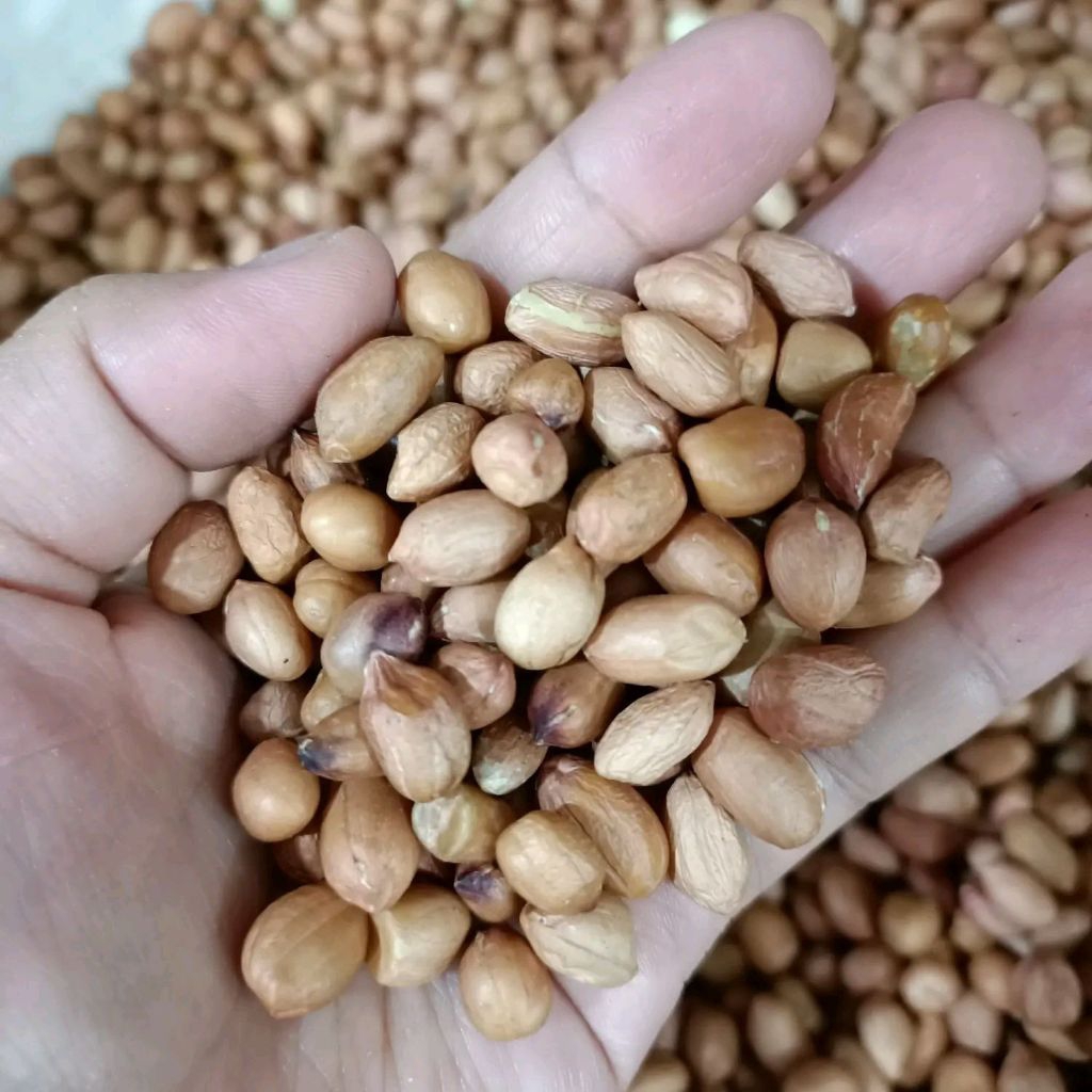 Kacang Tanah Kupas-Kacang Tanah Mentah-Tau Jin-Kacang Mentah