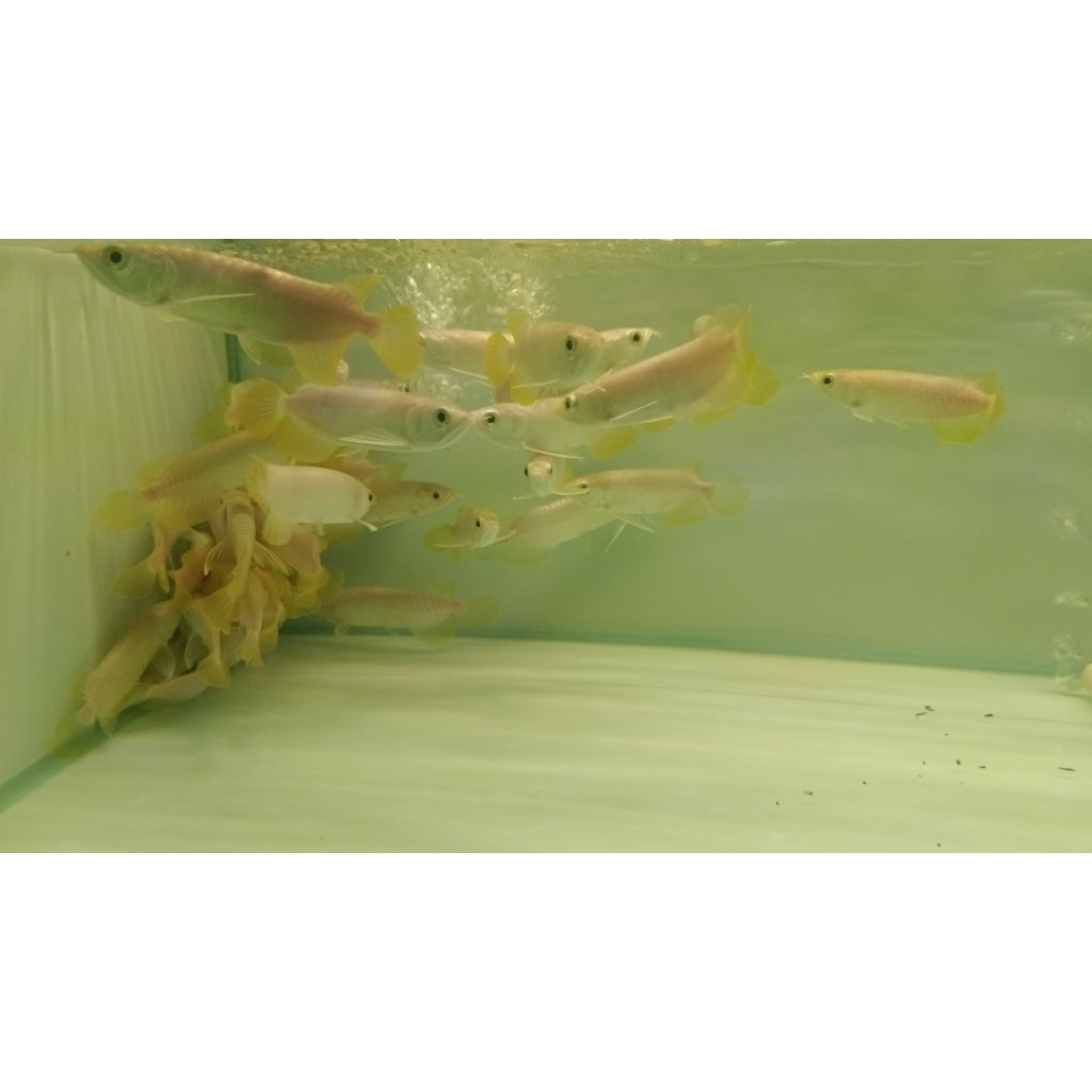 Malaysia GoldenCrossback 24k 13-14cm